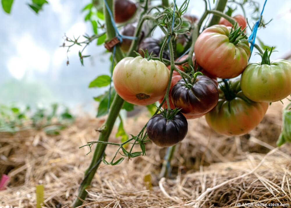 Im August erntereif: Tomaten