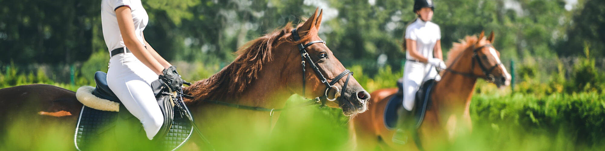 Insektenschutzmittel für Pferd und Reiter