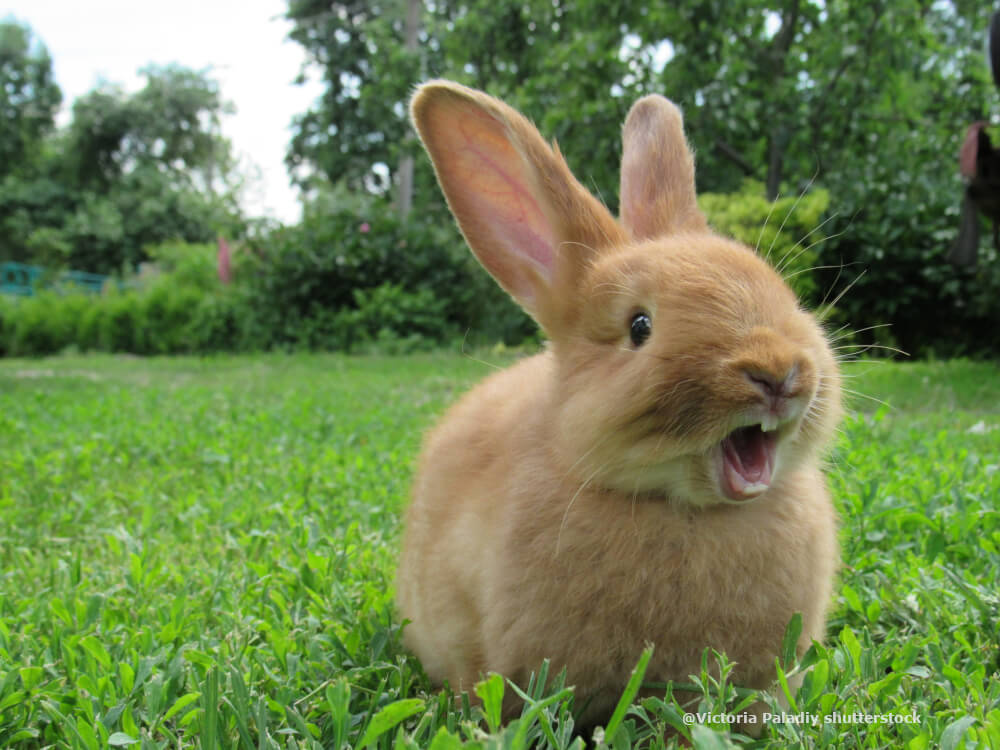 Kaninchen zeigt Zähne